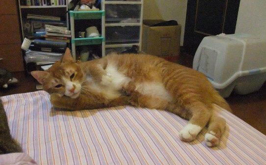 猫的眼睛流出黄黄的东西是什么
