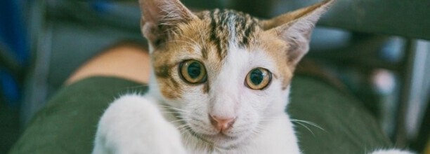 猫的智商是人几岁智商