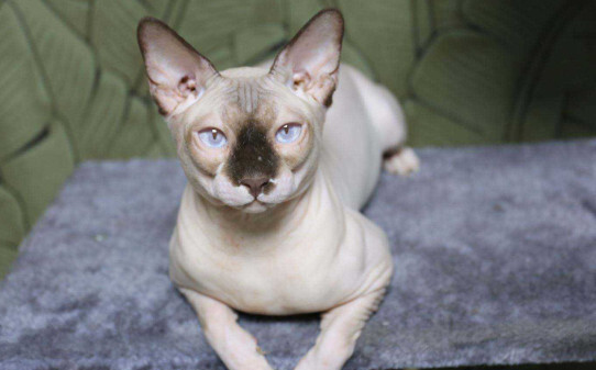 斯凤克斯猫好养么