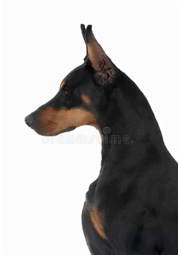 杜宾犬价格多少钱一只-杜宾犬代表什么