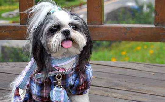 西施犬和拉萨犬怎么区分