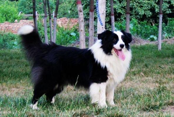 边境牧羊犬如何训练-边境牧羊犬怎样训练转圈躺下