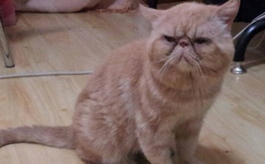 猫肾衰竭吃什么药