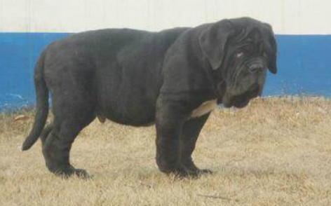 世界100禁养猛犬排行榜:排行前十的禁养犬类有哪些