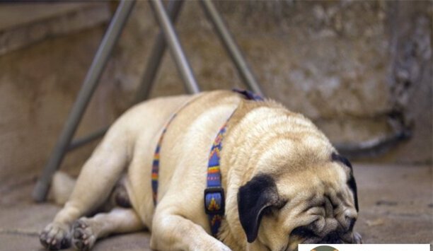 2023年巴哥犬价格一览表-八哥犬一只大概多少钱