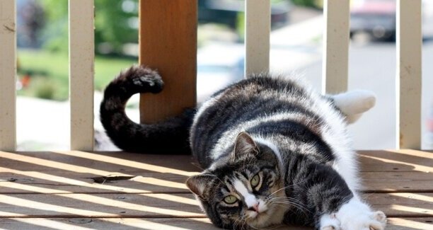 美短虎斑猫多少钱一只-美短虎斑850卖得贵吗 美短虎斑猫多少钱一只-美短虎斑850卖得贵吗
