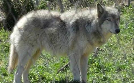 世界100禁养猛犬排行榜:排行前十的禁养犬类有哪些
