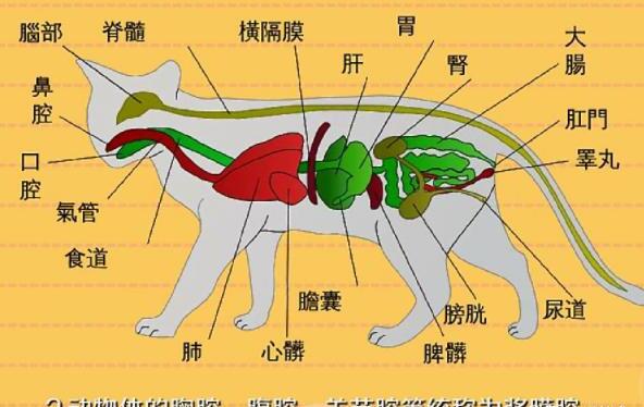 怎么判断猫腹部积水