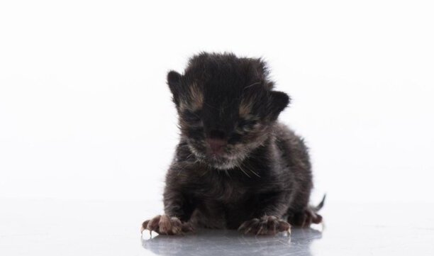 怎么分辨猫咪中毒-小猫不能吃的十种食物 怎么分辨猫咪中毒-小猫不能吃的十种食物