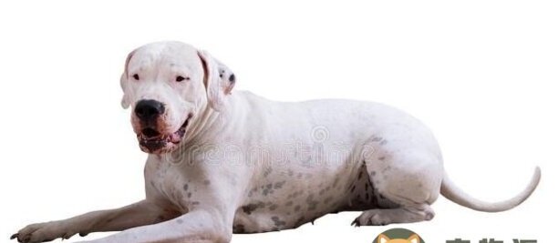 盘点世界上最凶猛的狗狗-什么品种狗最大最凶