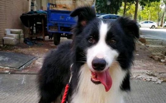 边境牧羊犬驯养方法 边境牧羊犬驯养方法