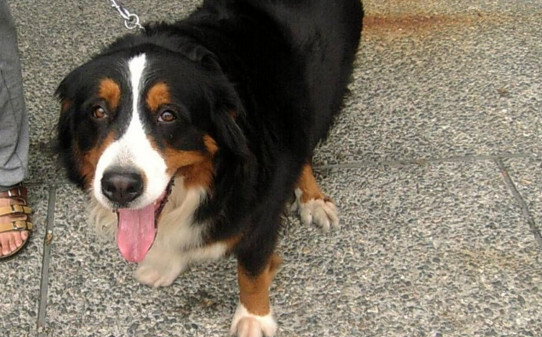 伯恩山犬优缺点