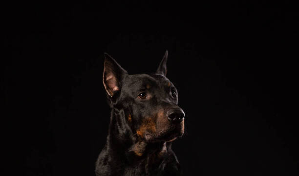 杜宾犬价格多少钱一只-杜宾犬代表什么
