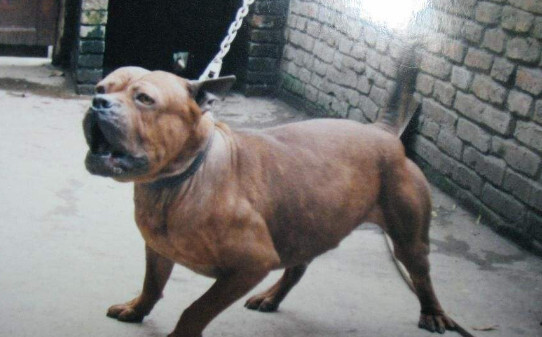 烈性犬有哪些