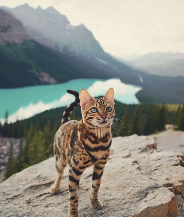 最聪明的猫排名第一-聪明猫和不聪明猫区别 最聪明的猫排名第一-聪明猫和不聪明猫区别