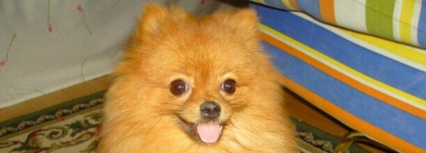博美犬和比熊犬哪个好养理由 博美犬和比熊犬哪个好养理由