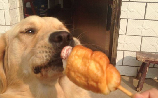 狗狗吃面包的危害
