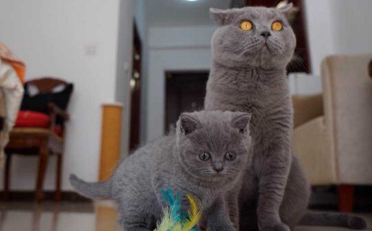 猫咬小猫后颈是什么意思