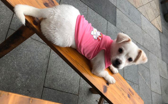 狗狗像打嗝一样肚子还一抽一抽的还吐了一点狗粮是怎么回事呢