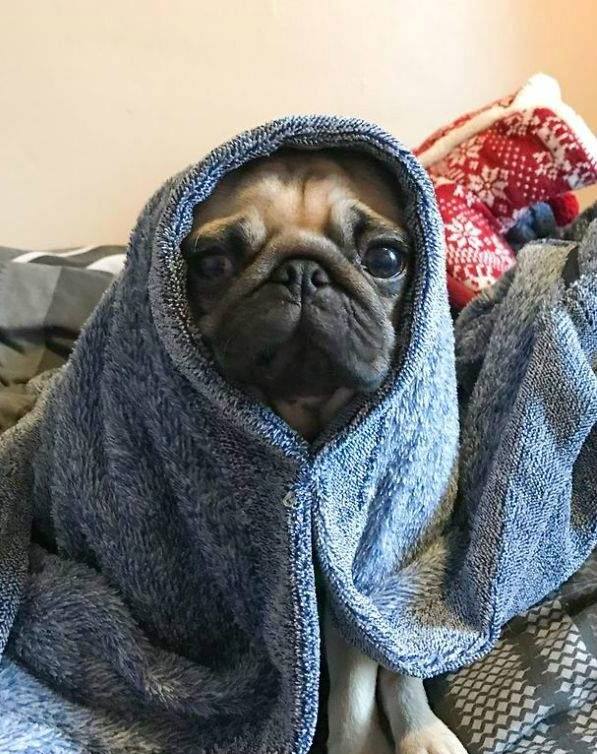 巴哥犬俱乐部-巴阡是什么
