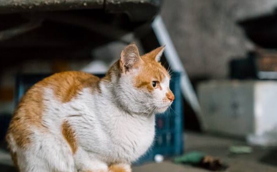 流浪的小猫怕冷吗