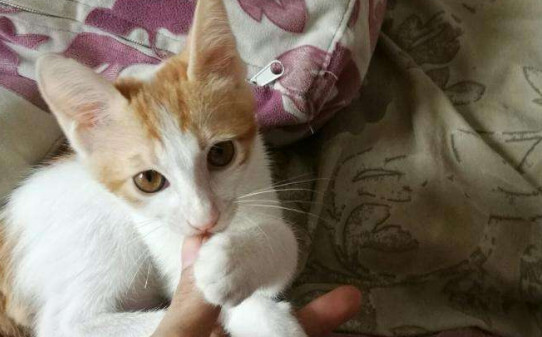 笨猫能当宠物猫养吗