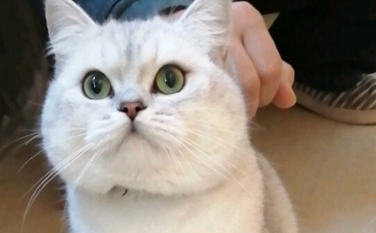 猫腹水是什么症状 猫腹水是什么症状