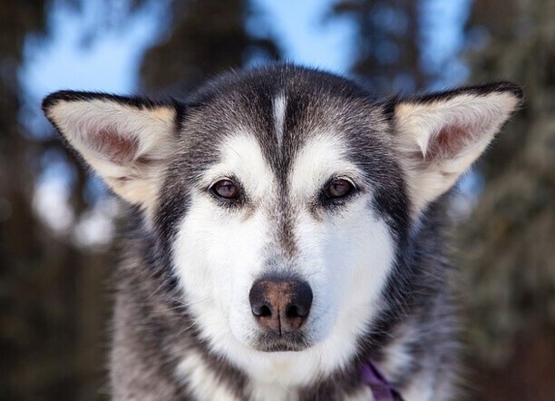 阿拉斯加犬要多少钱一只-养一只阿拉斯加多少钱