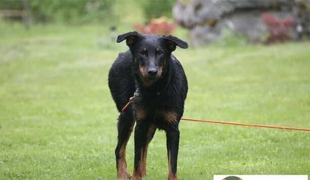 广东禁养犬名单有哪些-广州禁养犬名单2023新规定