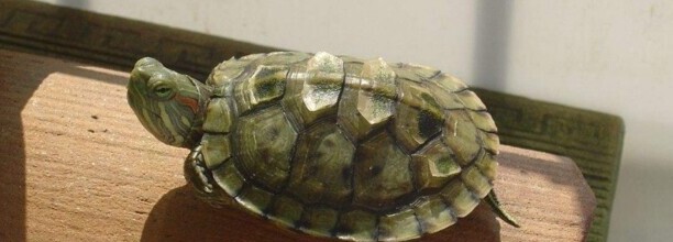 沙鳖和甲鱼哪个贵