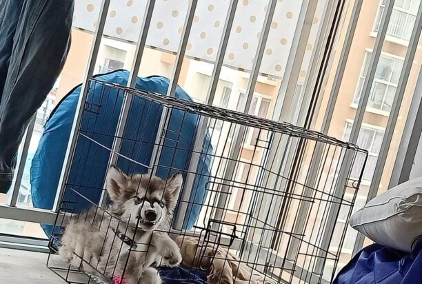 狗狗眼白伤了怎么办