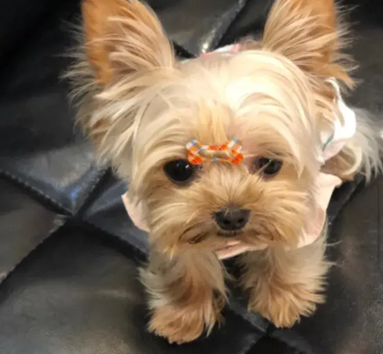 狗的寿命有多长-狗一般寿命是几年 狗的寿命有多长-狗一般寿命是几年