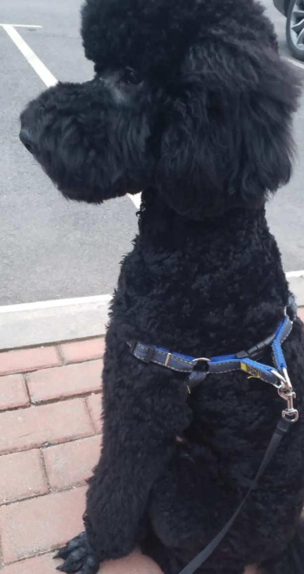 巨型贵宾犬多少钱-巨型贵宾多少钱一只幼犬