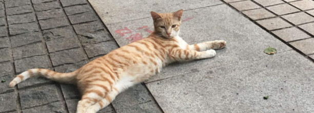 什么猫好养而且不贵不咬人不拆家