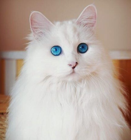 土耳其安卡拉猫-京剧猫星罗班都是什么猫 土耳其安卡拉猫-京剧猫星罗班都是什么猫