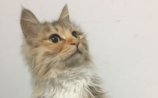 猫咪交配的知识猫咪交配要注意什么