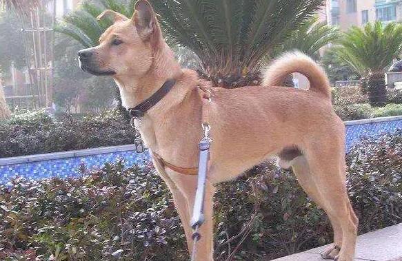 中华田园犬12个品种图-中华田园犬12个品种排名 中华田园犬12个品种图-中华田园犬12个品种排名