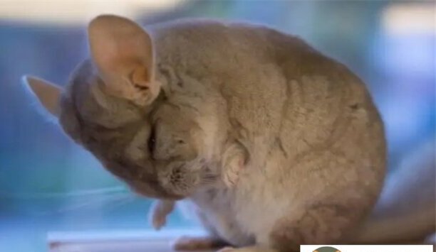 龙猫一般多少钱一只-宠物龙猫智商高吗