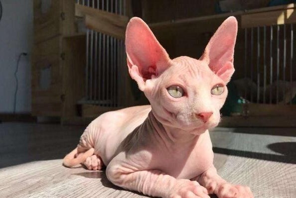 斯芬克斯猫多少钱一只-斯芬克斯猫的价格