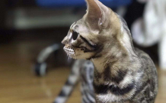 浑身豹纹的猫都有什么品种