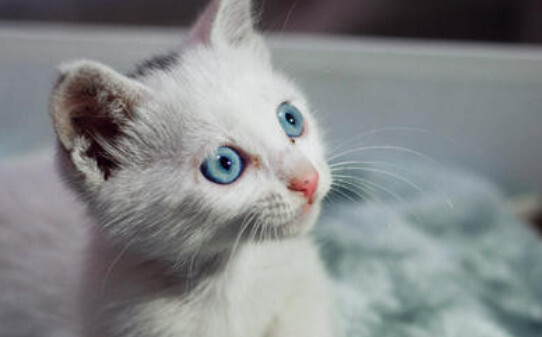 猫的眼睛流出黄黄的东西是什么
