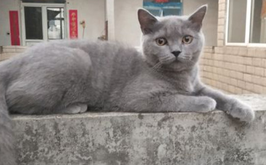 英短和蓝猫有什么区别啊