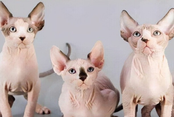 斯芬克斯猫多少钱一只-斯芬克斯猫的价格