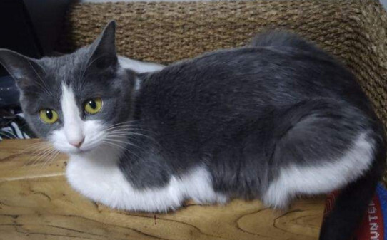 为什么刚养三花猫就熟了