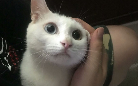 猫咪可以吃酸奶吗