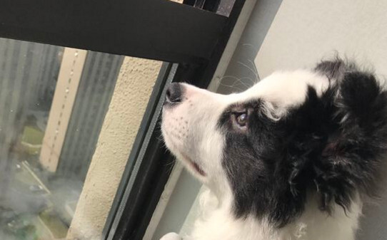 边境牧羊犬驯养方法 边境牧羊犬驯养方法