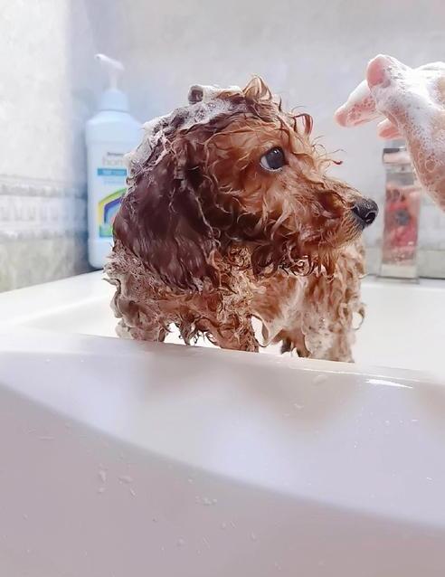 宠物蜱虫怎么去除 宠物蜱虫怎么去除