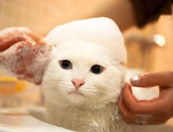 给猫怎么洗澡