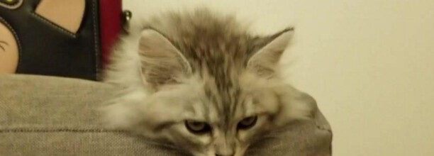 敲猫头会怎样