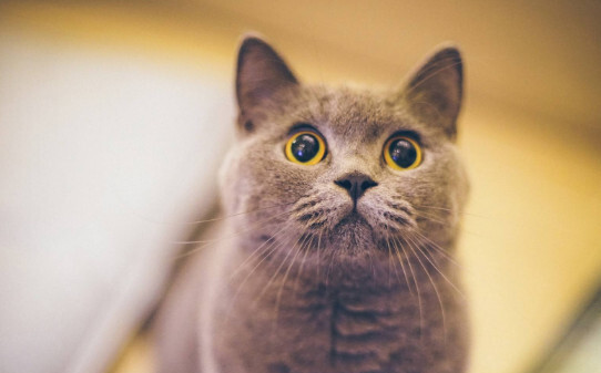 猫不叫不黏人是什么原因